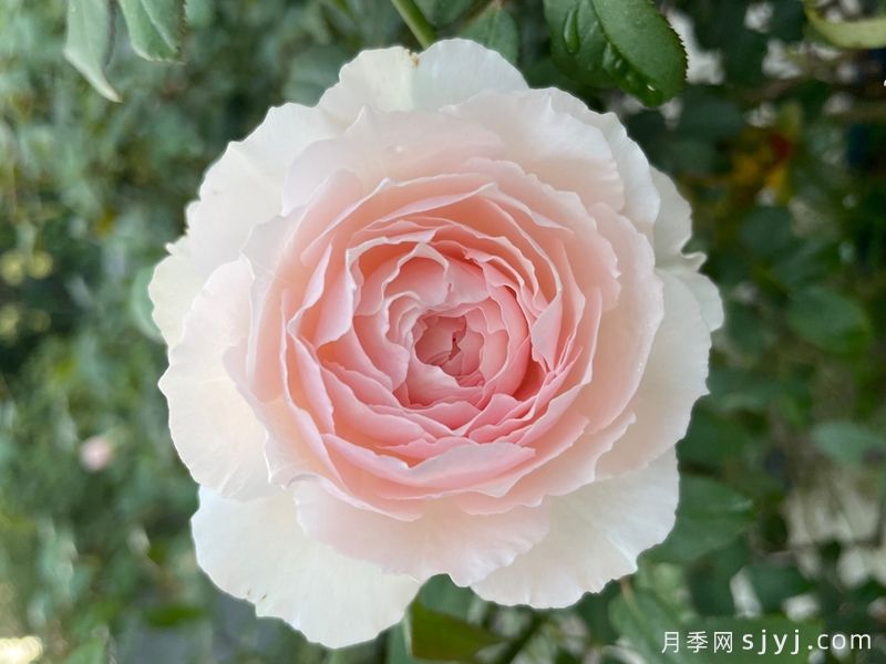 日和月季Hiyori(图4)