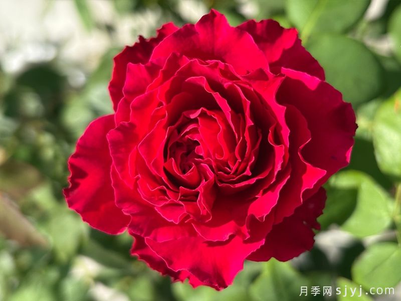 飞火月季(图1)