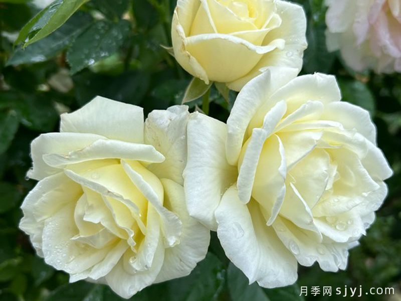 梅西的荣耀月季Macys Pride(图2) 梅西的荣耀月季Macys Pride(图2)
