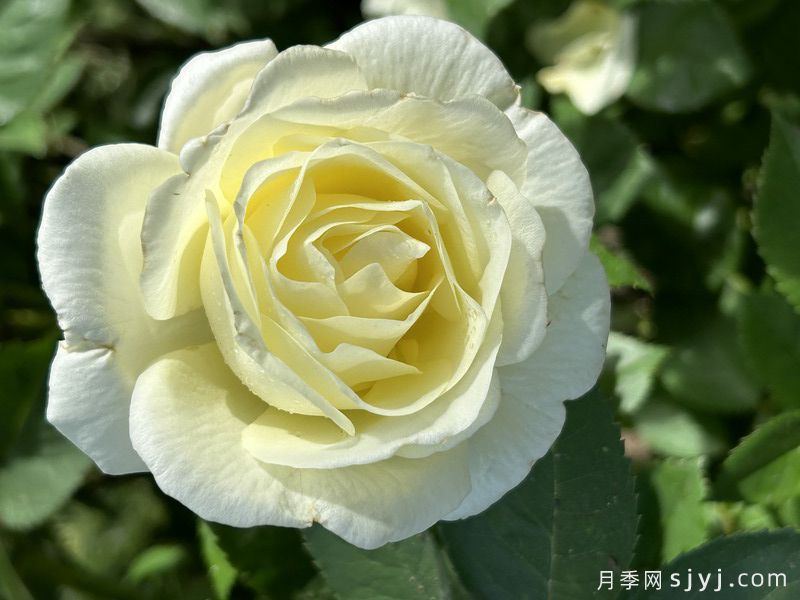 梅西的荣耀月季Macys Pride(图1) 梅西的荣耀月季Macys Pride(图1)