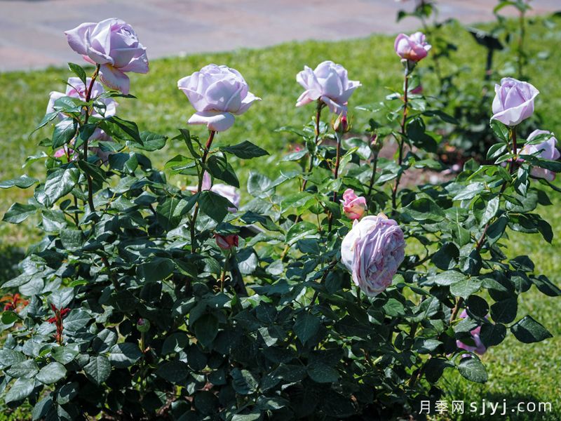 荣耀月季/骄傲月季The Pride(图4)