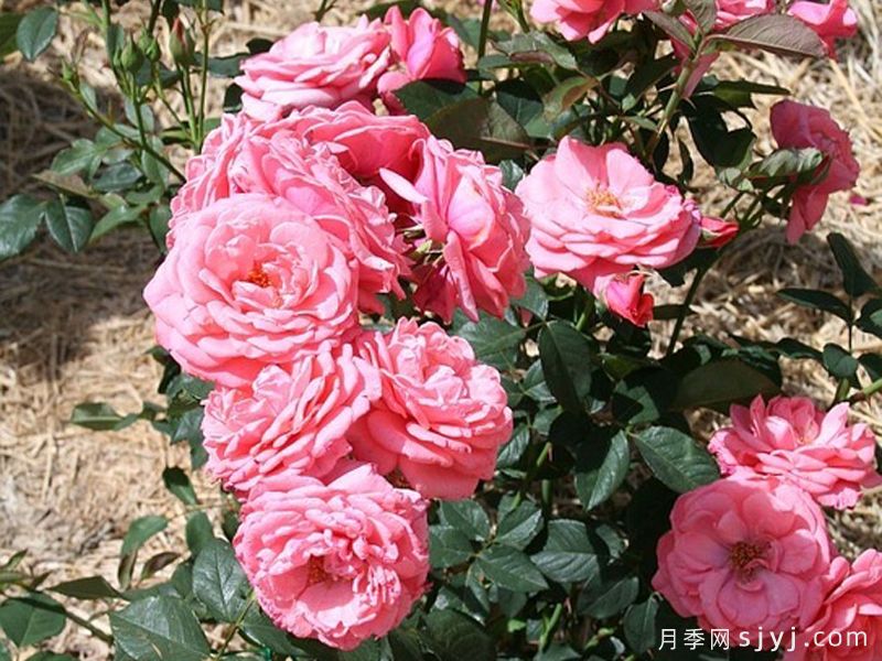 粉红幸福月季/粉红布利斯Pink Bliss(图2)