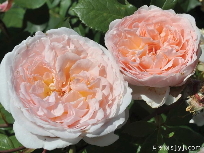 童话魔法月季/极乐芬芳/童话神奇/布利斯香水Fairytale Magic(图4)