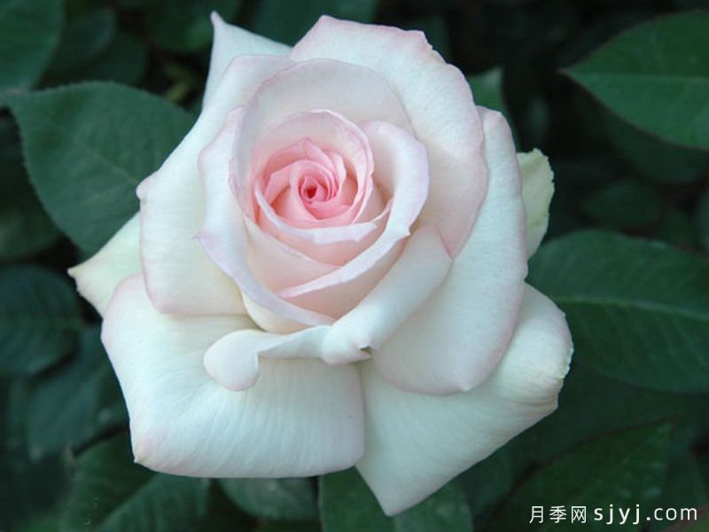 无比的幸福月季/纯粹的喜悦Sheer Bliss(图2)