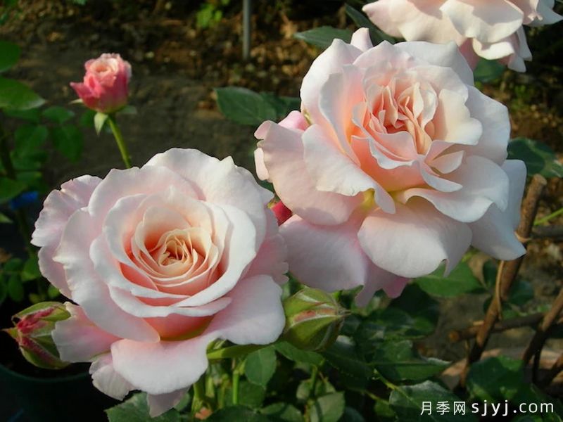 闪闪发光月季/悠悠月季/醉爱Chou Chou(图3)