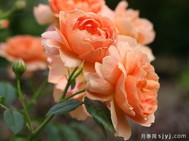 最终月季At Last(图2)