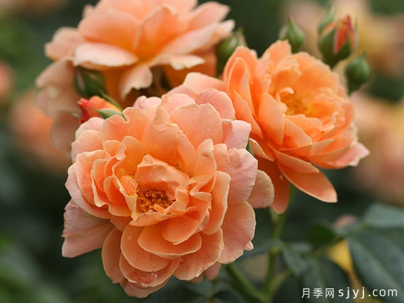最终月季At Last(图3)