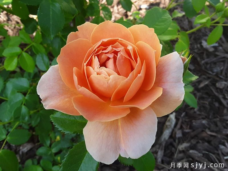 最终月季At Last(图4)