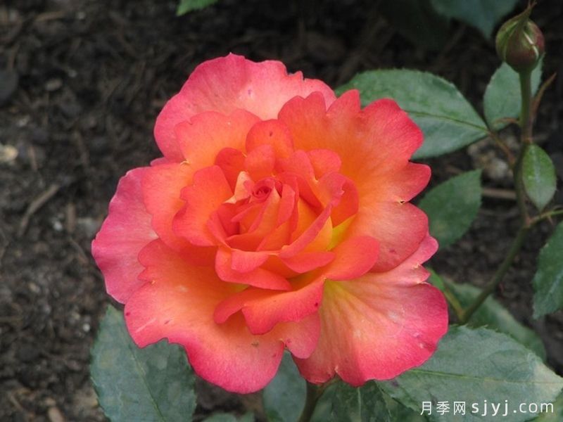 最美丽的海角月季/最美披风Fairest Cape(图2)