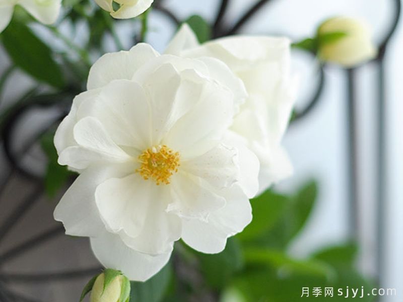 奏月季/金手Kanade(图2)
