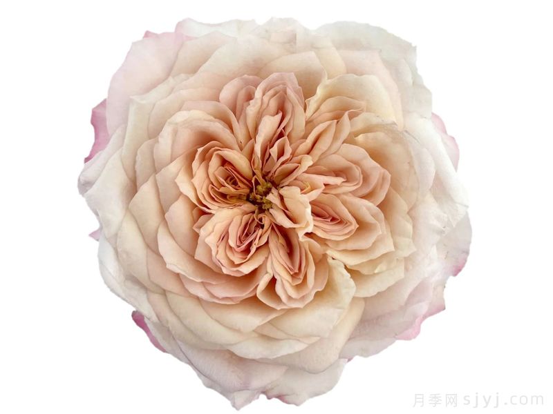 棕雅月季Miyabi Brown(图1)