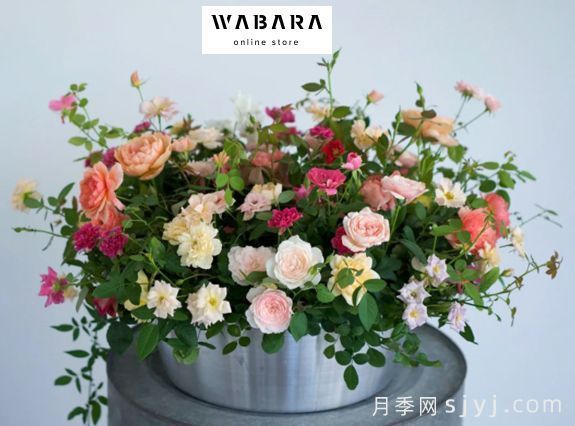 月季育种家：日本启司玫瑰园(国枝启司Keiji和Wabara)(图1)