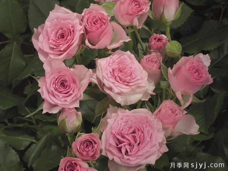 钻石雨月季(图2) 钻石雨月季Diamond Rain(图2)