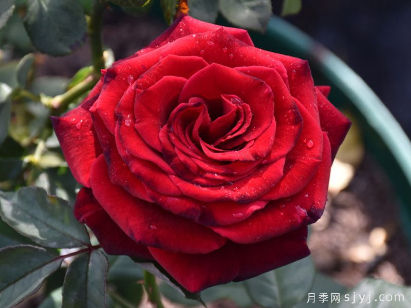 自由钟声月季/曼德勒玫瑰The Mandalay Rose(图2)
