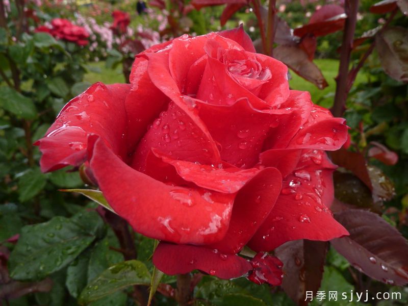 自由钟声月季/曼德勒玫瑰The Mandalay Rose(图3)