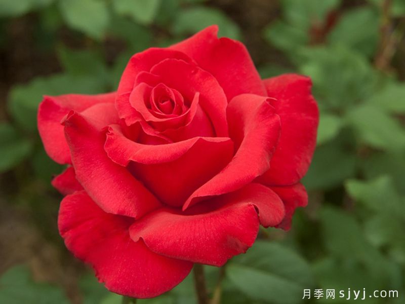 自由钟声月季/曼德勒玫瑰The Mandalay Rose(图1)