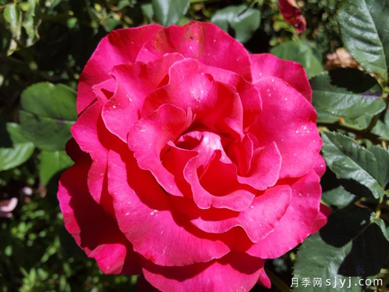 自由钟声月季/曼德勒玫瑰The Mandalay Rose(图4)