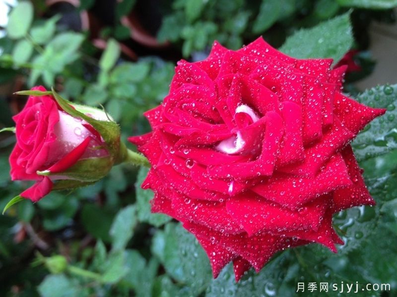 自由钟月季/费城自由之钟Liberty Bell(图1)