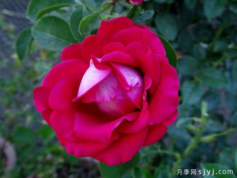 自由钟月季/尤斯特的女士们Liberty Bell(图1)
