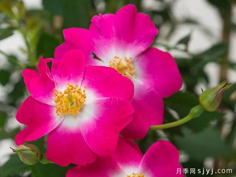 自由月季/利贝塔斯月季Libertas(图2)
