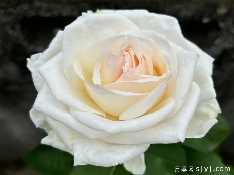 白色哈娜月季/白色欧哈娜/白荔枝玫瑰White O′Hara(图3)