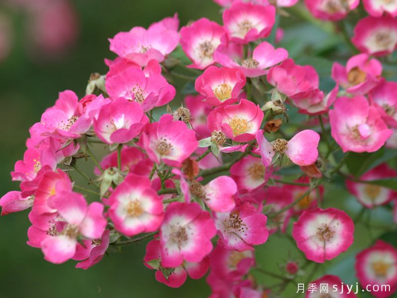 欧哈娜月季/奥哈拉月季Ohara(图2)