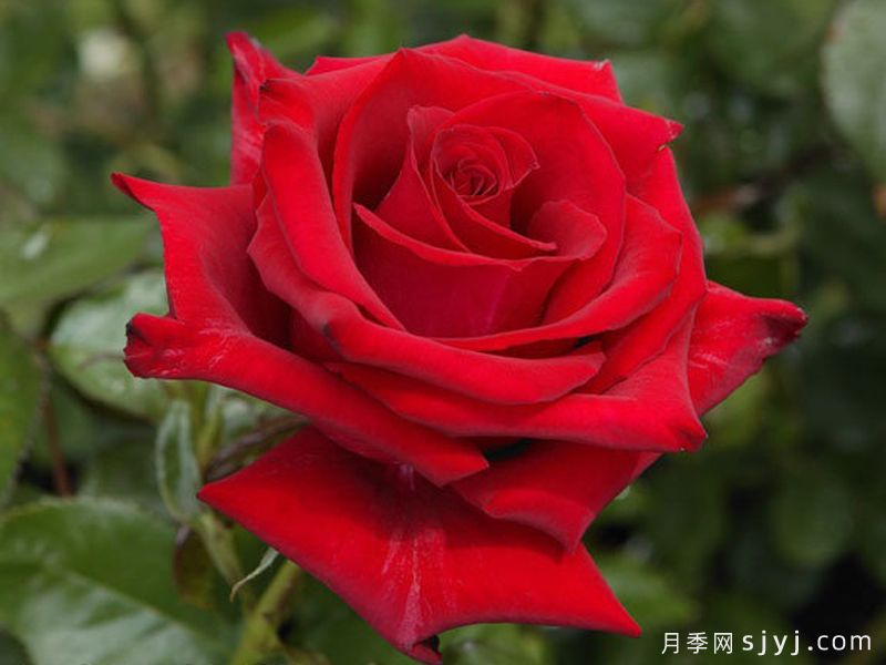 自由月季/弗里顿/自由女神Freedom(图2) 自由月季/弗里顿/自由女神Freedom(图1)