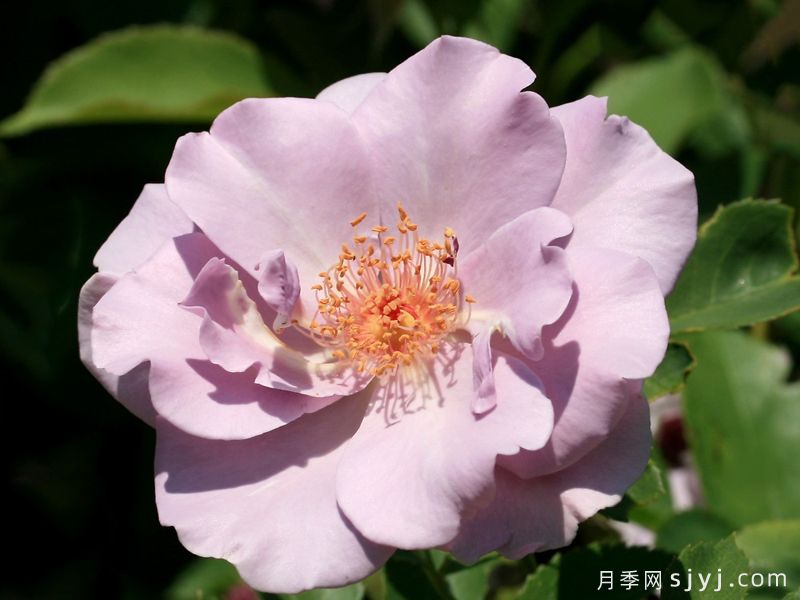 紫之园月季/紫色花园/紫の園Murasaki no Sono(图1)