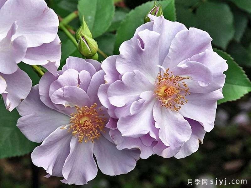 紫之园月季/紫色花园/紫の園Murasaki no Sono(图2)
