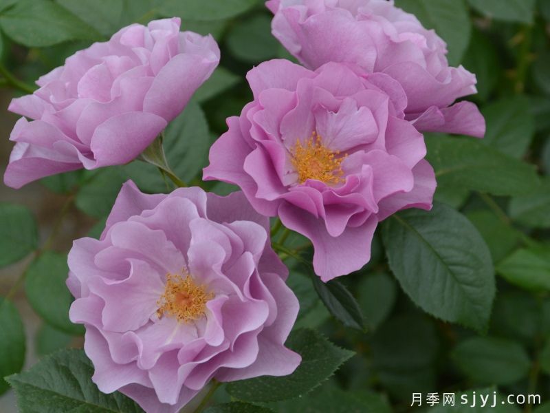紫之上月季/紫の上Murasaki no ue(图1)