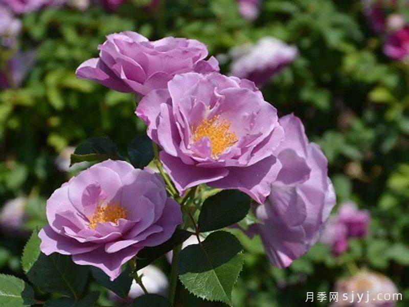 紫之上月季/紫の上Murasaki no ue(图2)