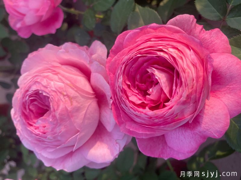 紫玉甜心月季(图1) 紫玉甜心月季(图1)