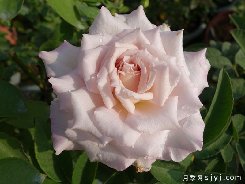 黛玉月季/紫玉月季Shin Jade(图2)