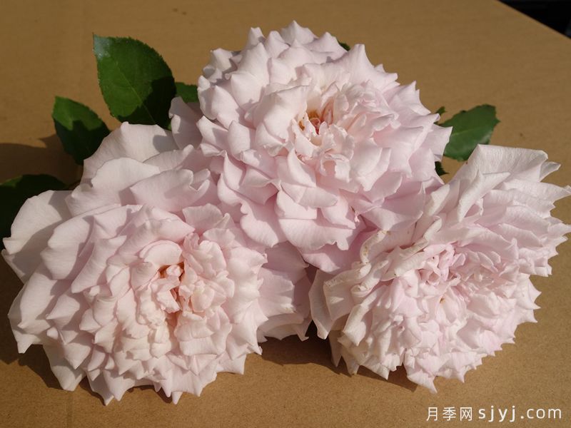 黛玉月季/紫玉月季Shin Jade(图3)