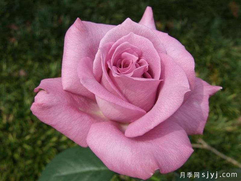 紫雨月季Purple Rain(河本)(图3) 紫雨月季Purple Rain(河本)(图3)