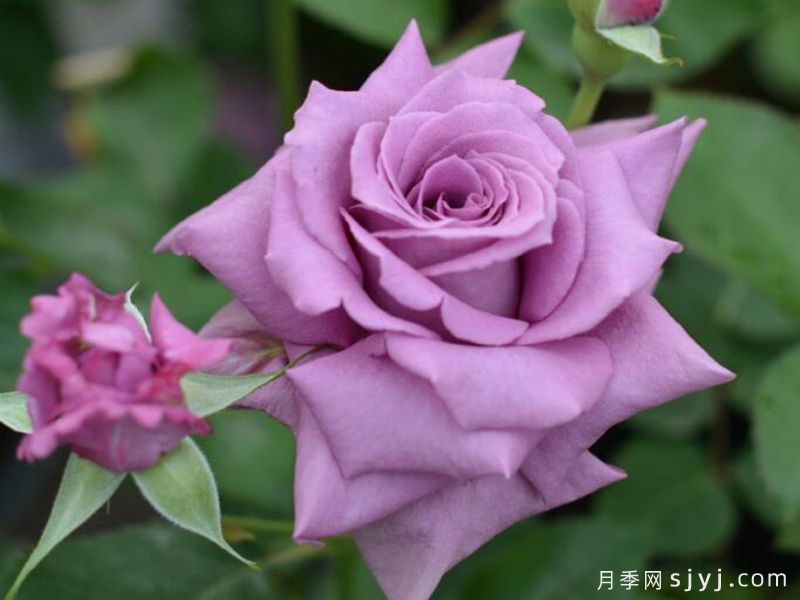 紫雨月季Purple Rain(河本)(图1) 紫雨月季Purple Rain(河本)(图1)