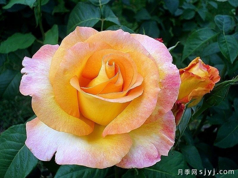 金牌月季Gold Medal(图4)