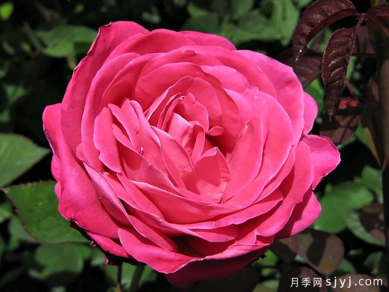 夏洛特阿姆斯特朗月季Charlotte Armstrong(图1)
