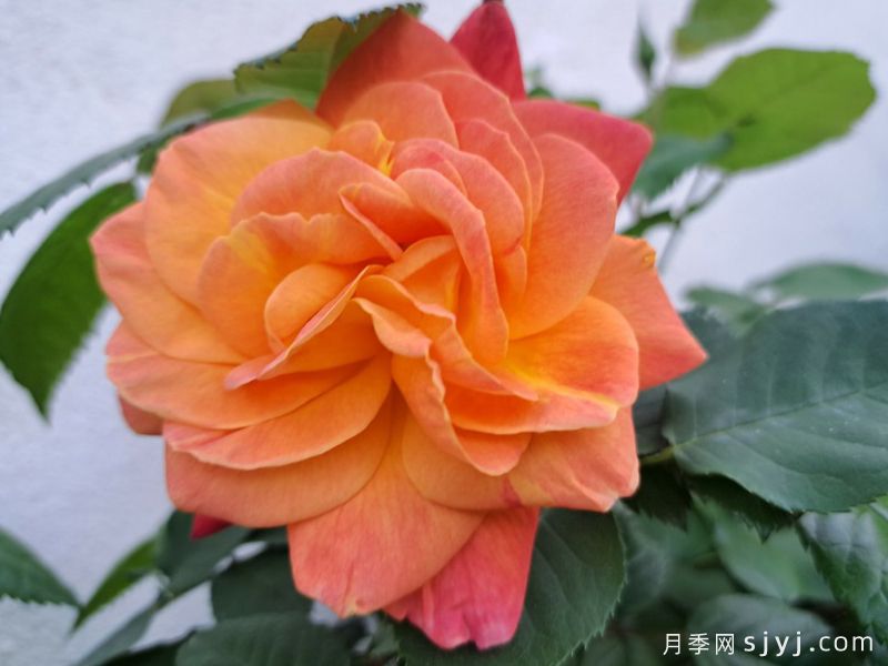 约瑟彩衣月季Josephs Coat(图2) 约瑟彩衣月季Josephs Coat(图2)