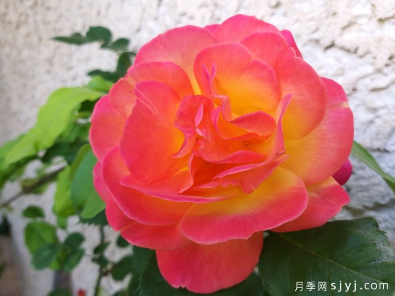 约瑟彩衣月季Josephs Coat(图4) 约瑟彩衣月季Josephs Coat(图4)