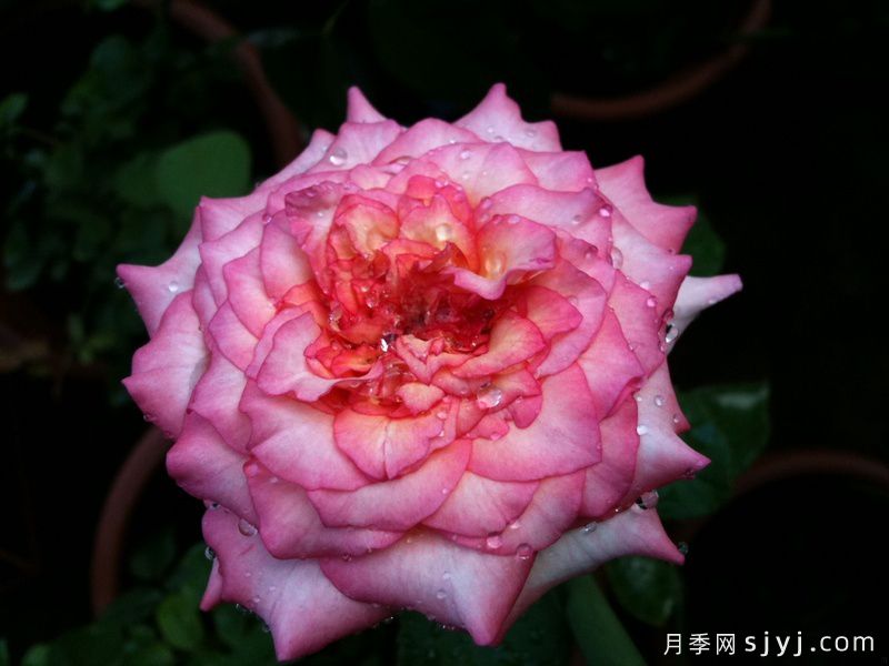 二重唱月季/新二重奏Duett(图2)
