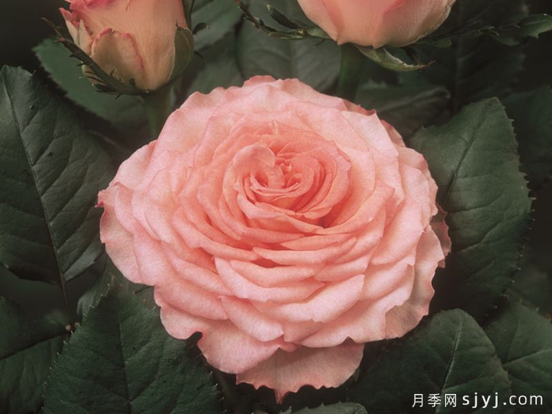 二重唱月季/新二重奏Duett(图3)