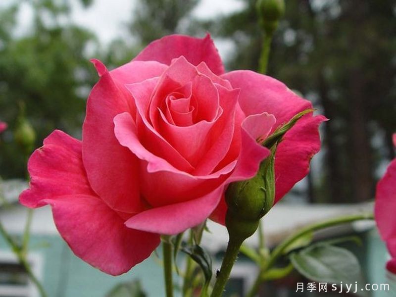 塔力豪月季Tallyho(图2) 塔力豪月季Tallyho(图2)