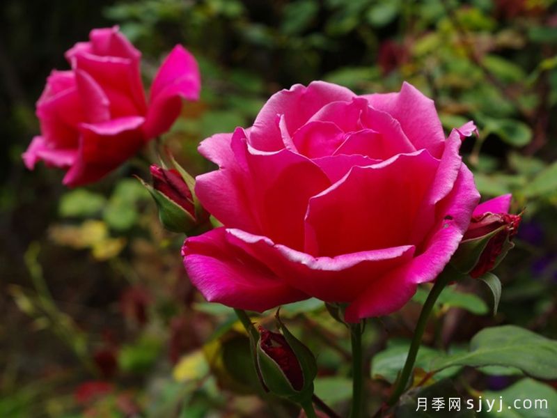 塔力豪月季Tallyho(图1) 塔力豪月季Tallyho(图1)