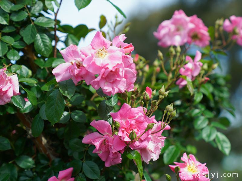 小粉公主月季Pinkie(图2)