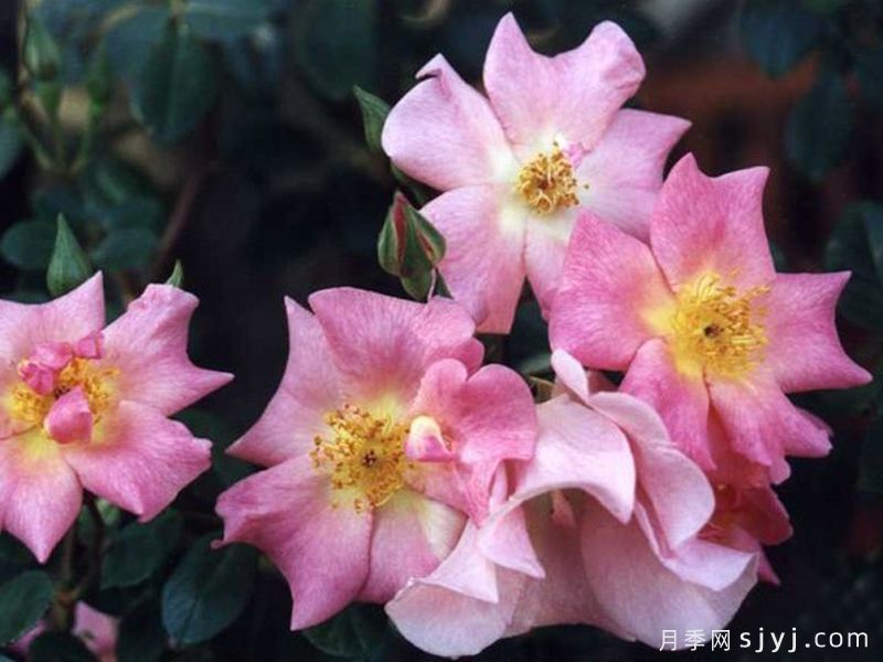 小粉公主月季Pinkie(图1)