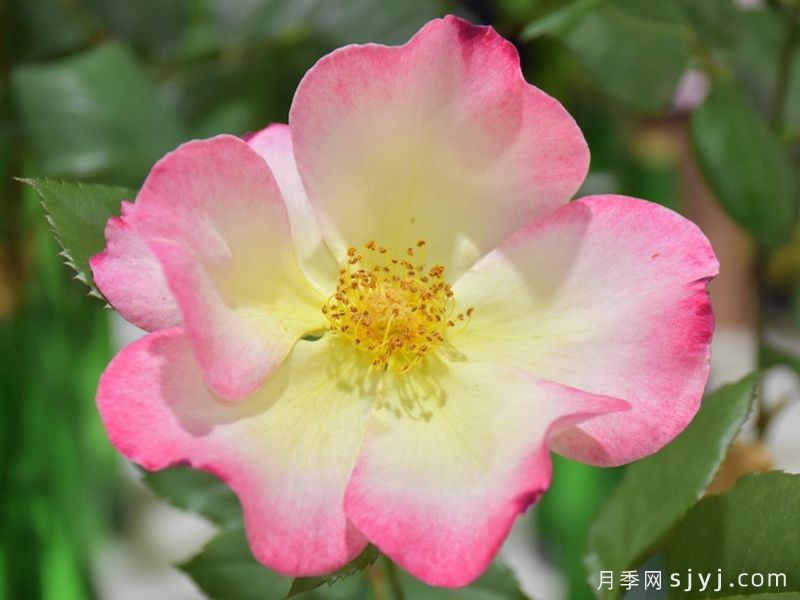 水彩画月季Watercolors(图1)