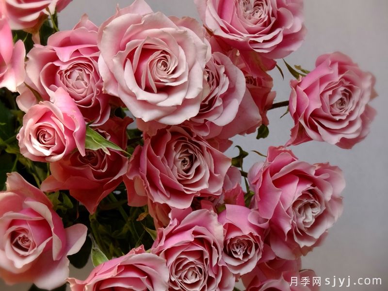 紫藤胭脂月季Wistariaruge(图1)