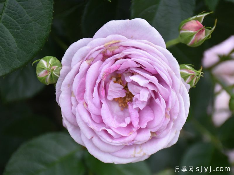 紫色水滴月季Lila Tropfchen(图3)