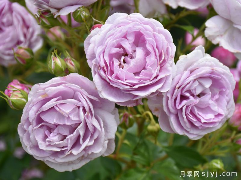 紫色水滴月季Lila Tropfchen(图1)